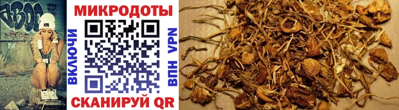 Галлюциногенные грибы Psilocybine cubensis  MEGA вход  Новошахтинск  цены наркотик 