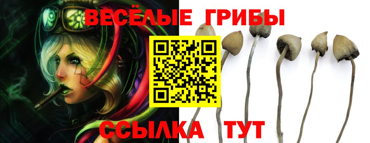 Галлюциногенные грибы Cubensis  Вход с VPN  Новошахтинск 